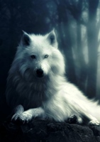   The_Wolf